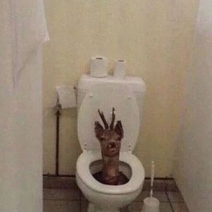 Meet your Posher, Joelle